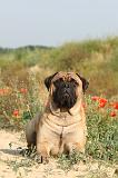 BULLMASTIFF 201